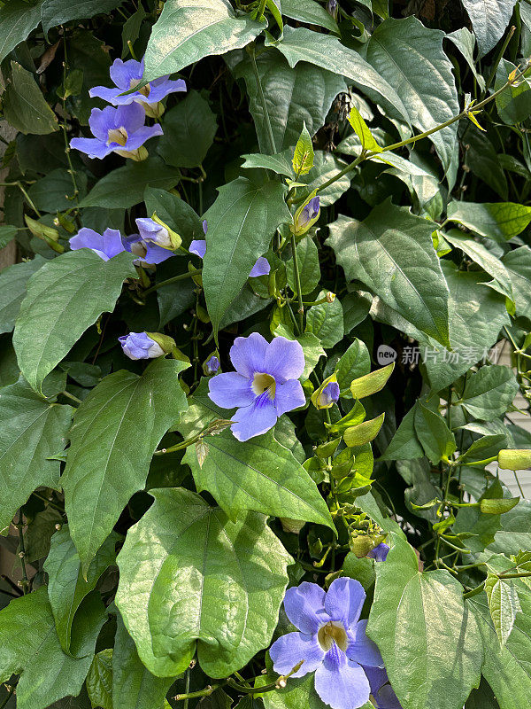 热带蓝色喇叭藤蔓花(Thunbergia laurifolia)的特写图像，夏季攀爬观赏开花植物藤蔓与蓝色花朵，模糊的花园背景，重点在前景